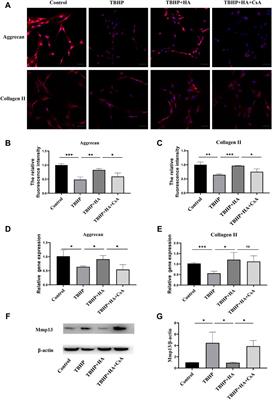 Hyaluronic acid ameliorates intervertebral disc degeneration via promoting mitophagy activation